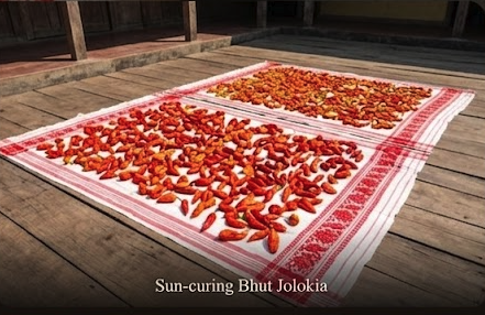 Sun-drying chillies
